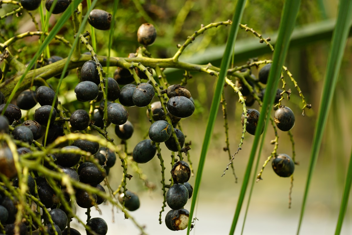 Supplement ingredients